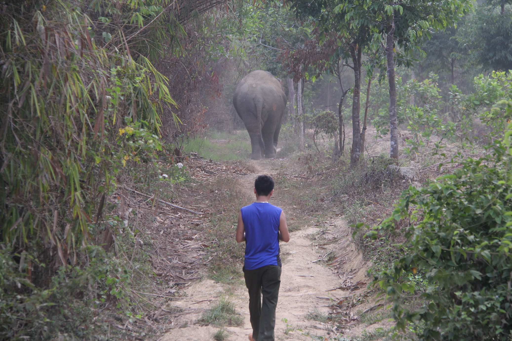 Đang bám theo voi ngà lệch để “xin” chụp hình thì bất ngờ voi quay đầu rượt đuổi - Ảnh: Lê Lâm