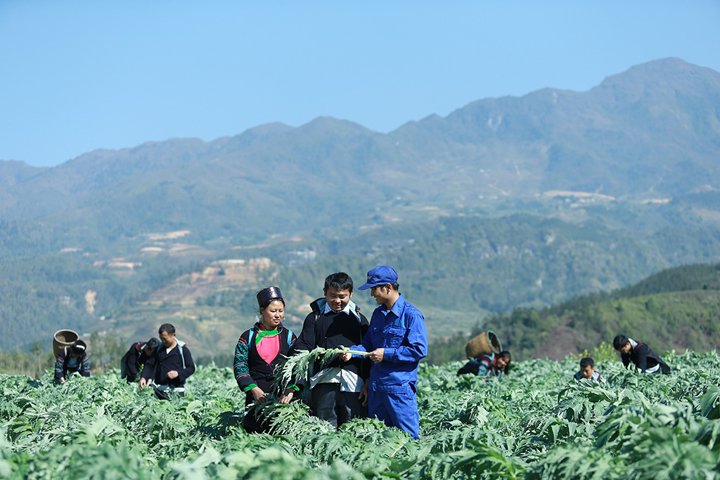 Actiso tại Sa pa được trồng và thu hái theo tiêu chuẩn của Tổ chức Y tế thế giới