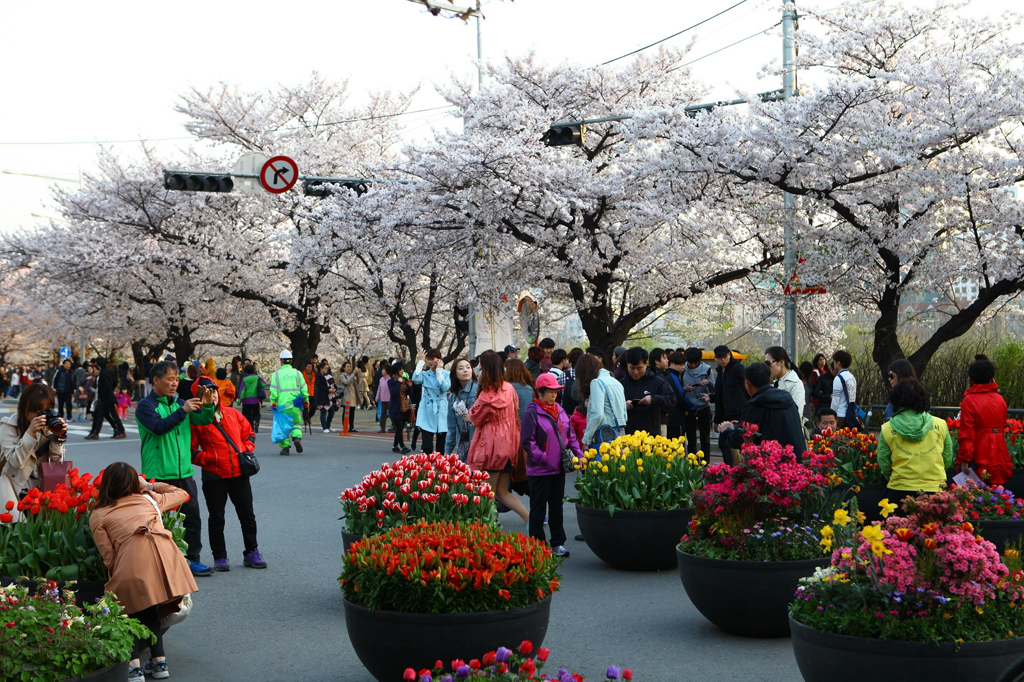 Lễ hội hoa tulip Everland diễn ra từ 26.3 - 23.4 thu hút rất nhiều du khách tham quan