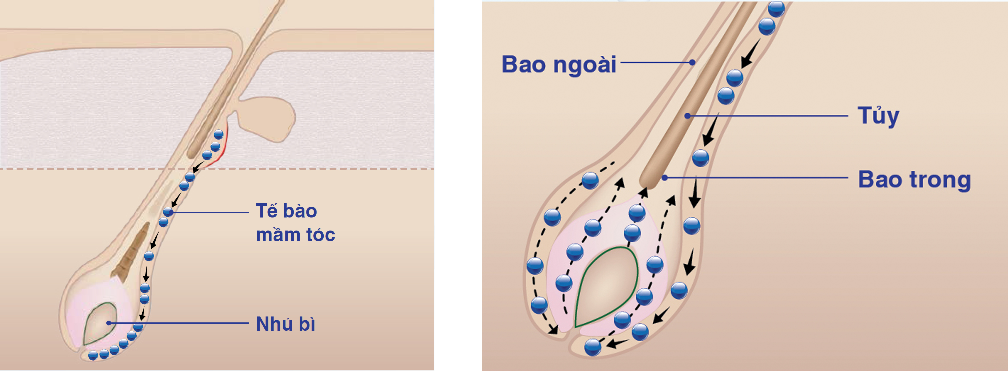 (1) Tế bào mầm tóc di chuyển xuống nhú bì (2) Tế bào mầm tóc biệt hóa thành các bộ phận của sợi tóc