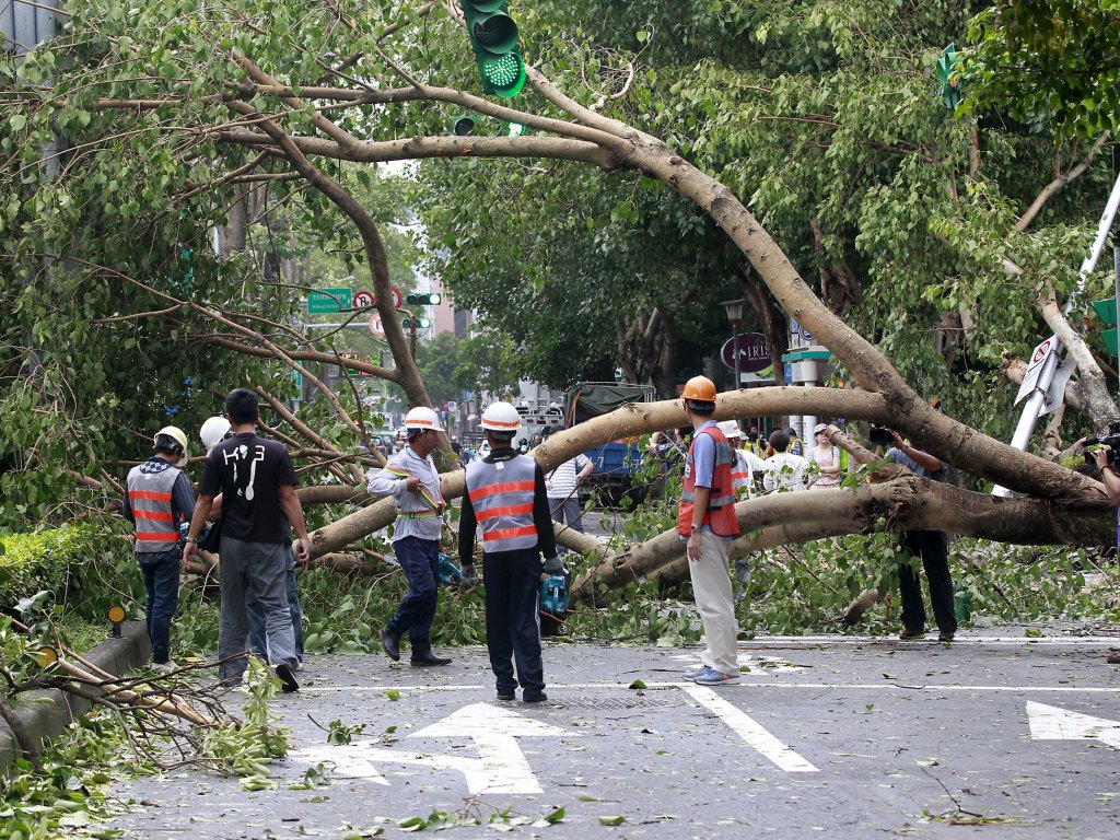 Cây xanh trốc gốc ở thành phố Đài Bắc, Đài Loan do siêu bão Dujuan - Ảnh: Reuters 