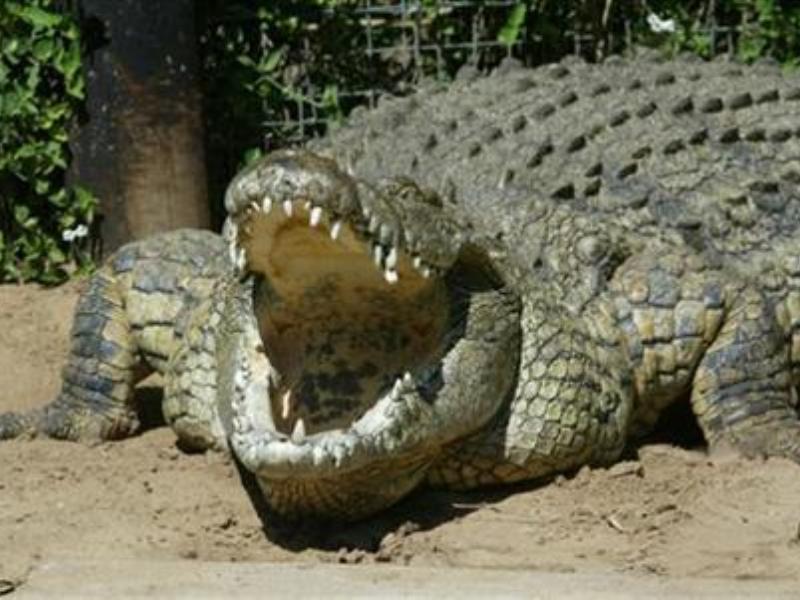Matt Wright được mệnh danh là Thợ săn Cá sấu mới của Úc sau khi bắt sống con cá sấu dài 5 m, nặng 1 tấn - Ảnh: Reuters