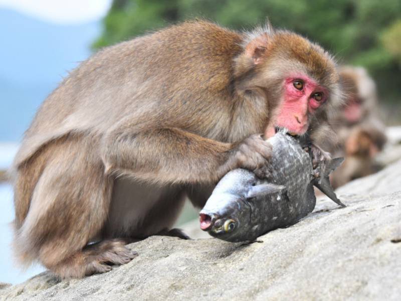 Một con khỉ ăn cá trên đảo Kojima (Nhật Bản) - Ảnh: Kyodo