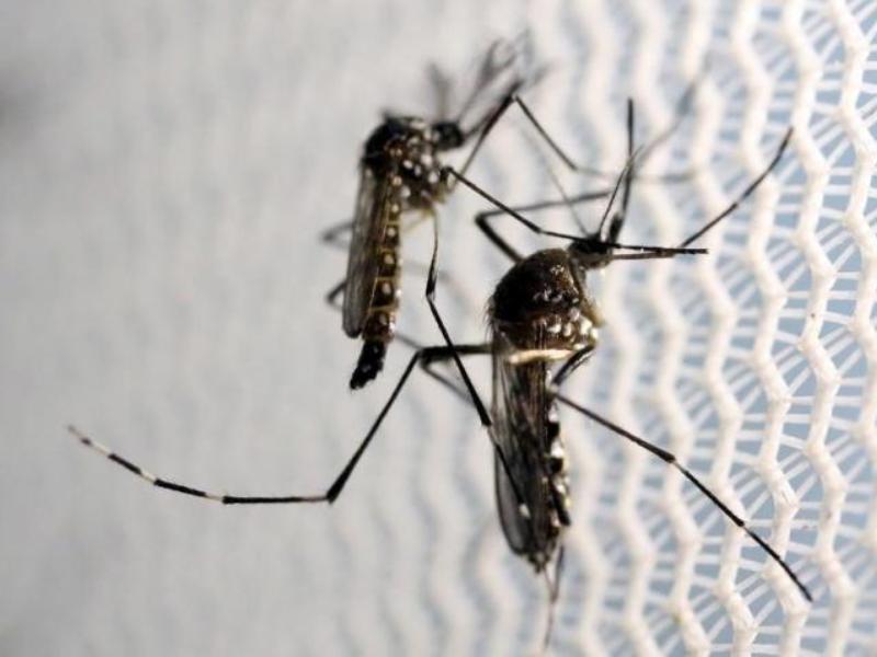 Muỗi Aedes aegypti, hay còn gọi là muỗi vằn, mang nhiều vi rút và mầm bệnh trong một phòng thí nghiệm ở Brazil - Ảnh: Reuters