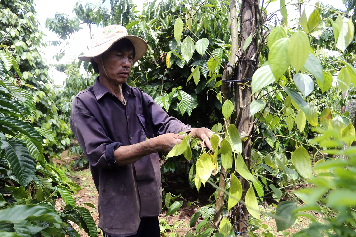Tiêu trồng xen trong vườn cà phê ở H.Bảo Lâm bị bệnh chết chậm nhưng chưa có thuốc đặc trị