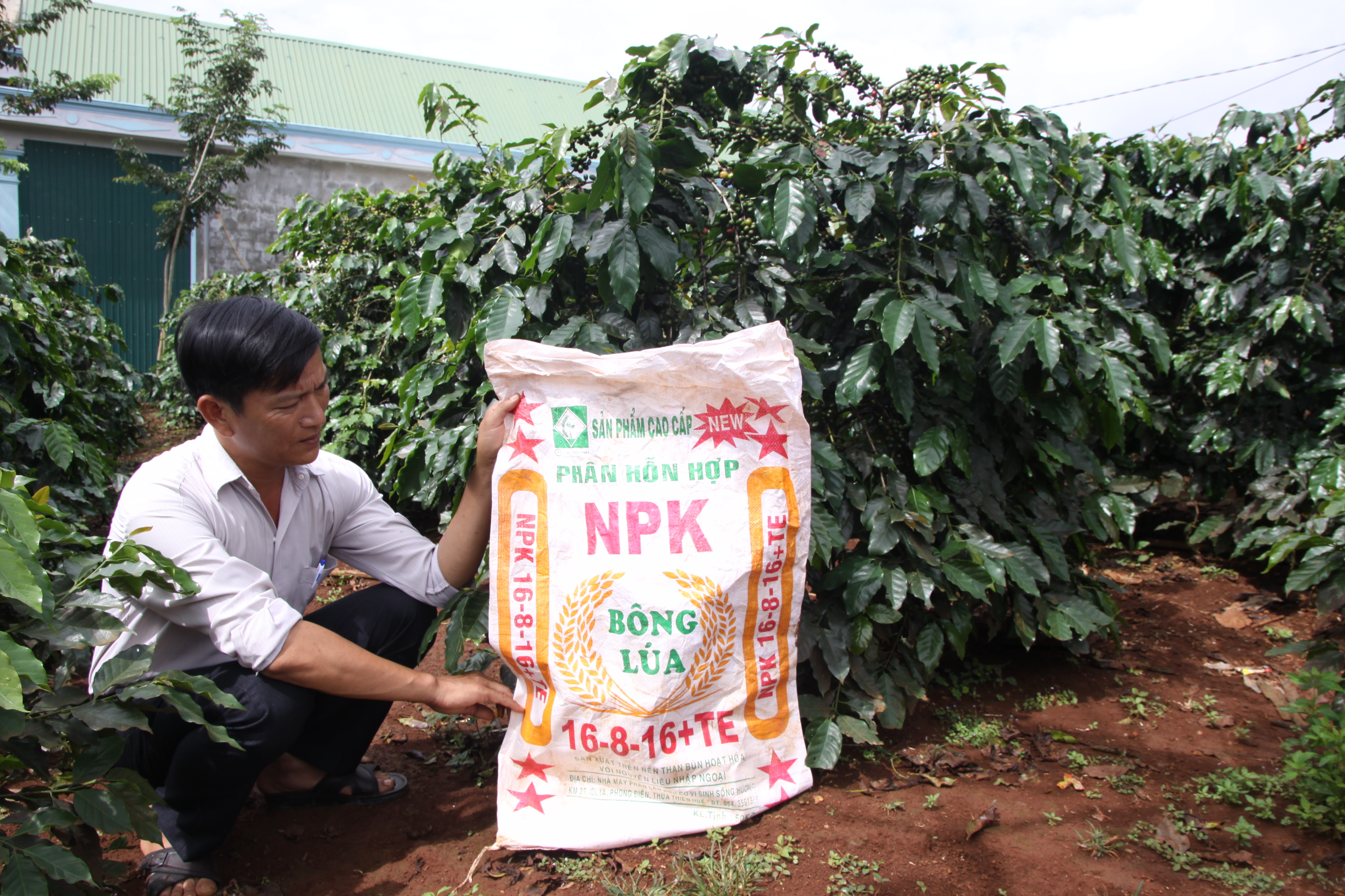 Phân bón NPK Bông Lúa, loại được cấp phát cho người dân ở xã Hướng Phùng
- Ảnh: Nguyễn Phúc
