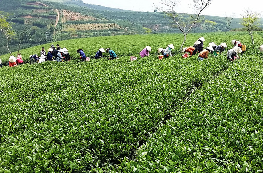 Việc sản xuất, kinh doanh chè ô long ở  Lâm Đồng đang gặp “sóng gió” vì xuất khẩu không được  - Ảnh: Gia Bình