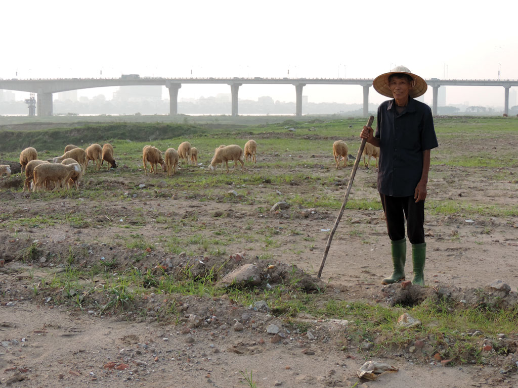 Đàn cừu của ông Sử đang chăn thả dưới chân cầu Vĩnh Tuy - Ảnh: Trần Hồ