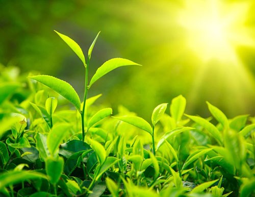 Nhâm nhi vài tách trà xanh mỗi ngày là cách tốt nhất để sở hữu eo thon - Ảnh: Shutterstock