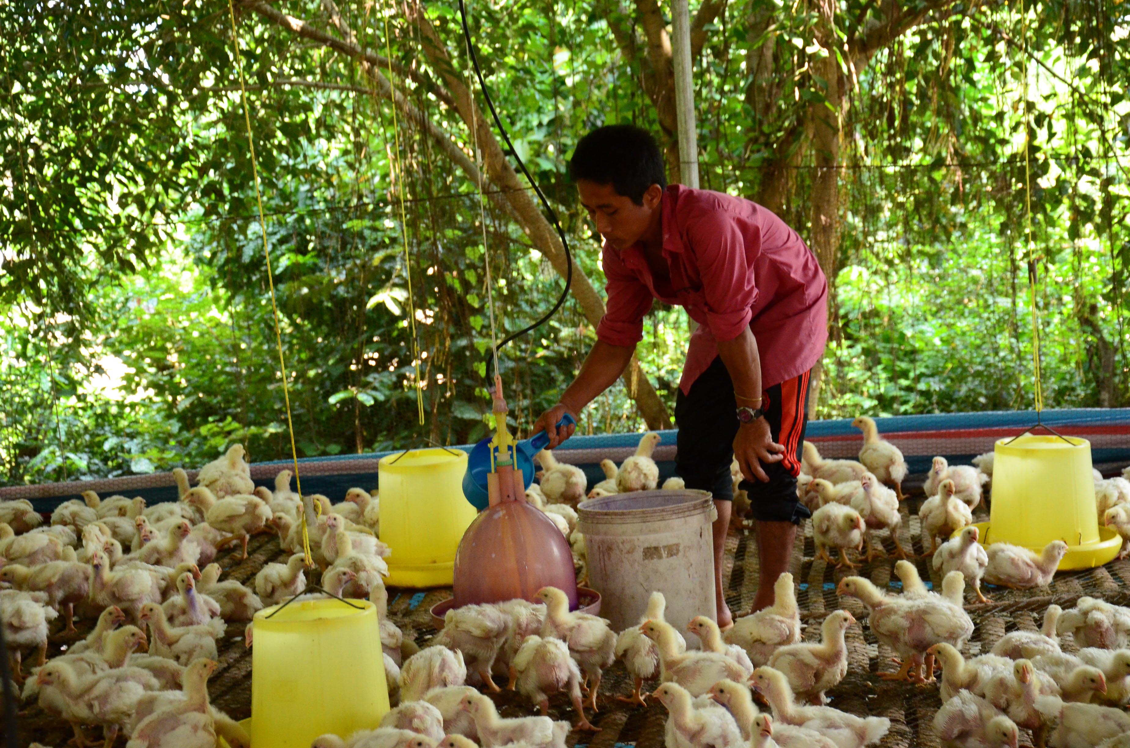 Trại gà của anh Đặng Quốc Huy, thành viên TLK nuôi gà - Ảnh: Phương Uy