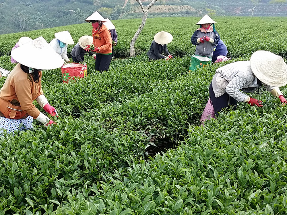 Người trồng chè ở Lâm Đồng đang lao đao vì gặp khó khăn trong xuất khẩu - Ảnh: G.B