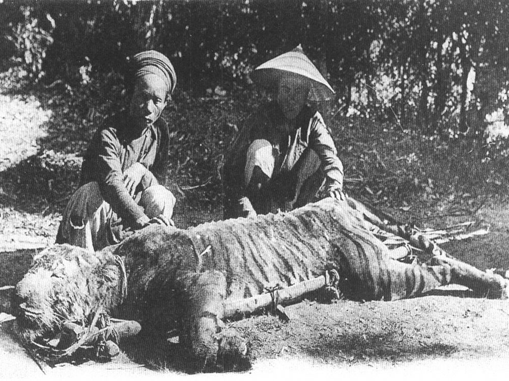 Trên bưu thiếp Đông Dương xưa có cảnh người dân VN ngồi cạnh con cọp đã bị giết - Ảnh: T.L