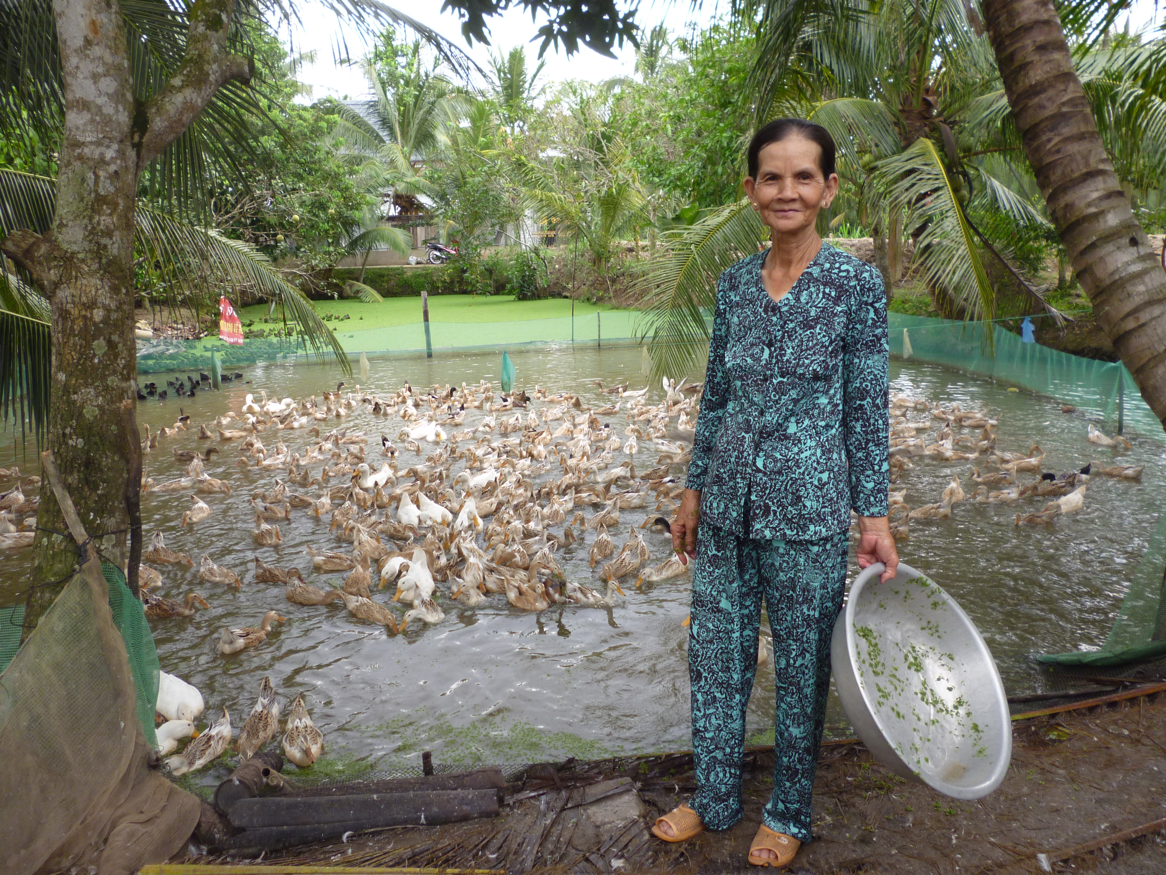 Bà Nguyễn Thị Trắng (ngụ xã Xuân Hiệp, H.Trà Ôn, Vĩnh Long) tham gia mô hình nuôi vịt bằng đệm lót sinh học - Ảnh: Thanh Đức 