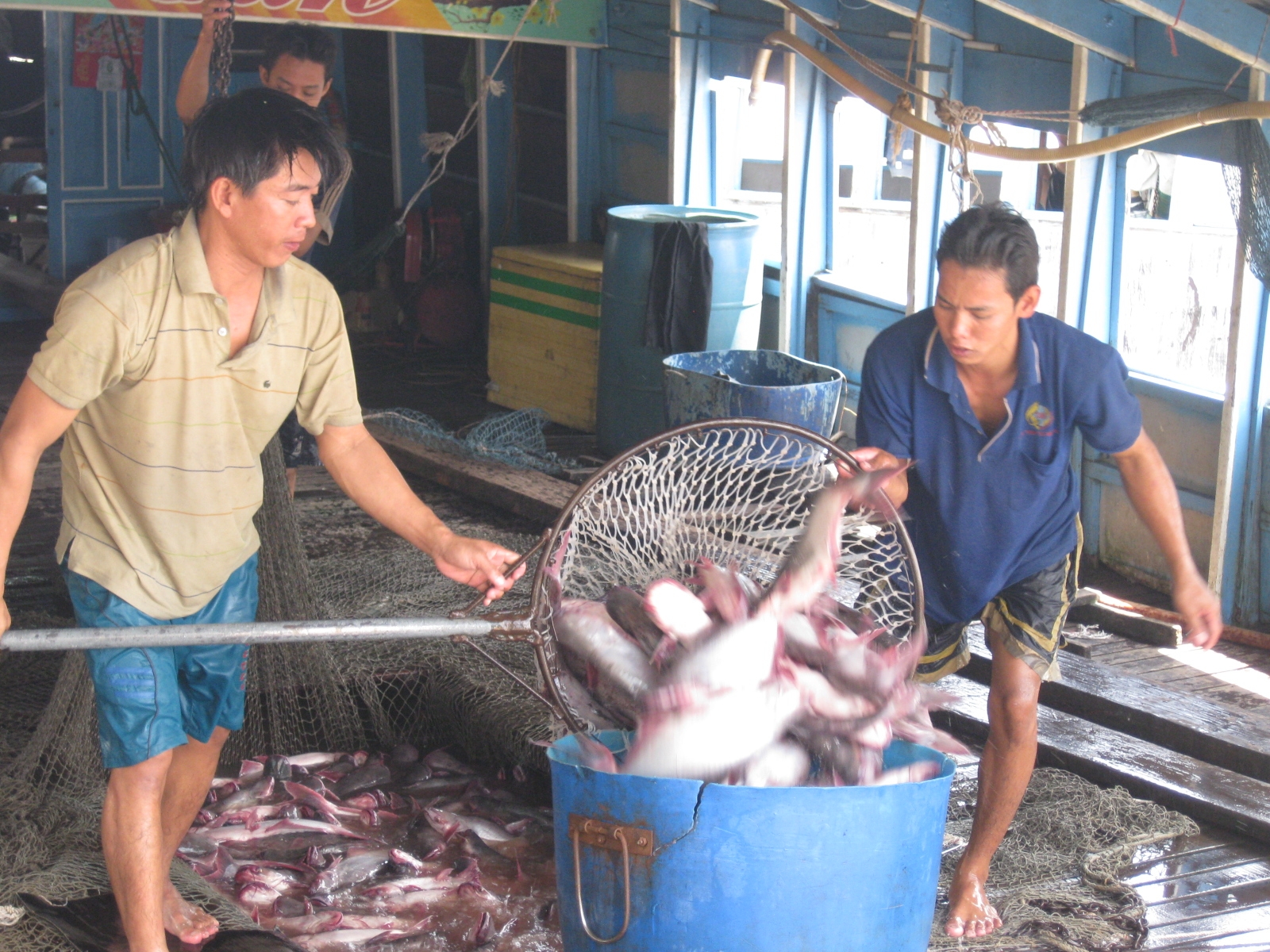 Thu hoạch cá tra ở cù lao Tân Lộc (Q.Thốt Nốt, TP.Cần Thơ) - Ảnh: An Lạc