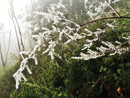 Băng tuyết phủ trắng cỏ cây trên núi Nhìu Cô San
- Ảnh: Lê Minh Trí
