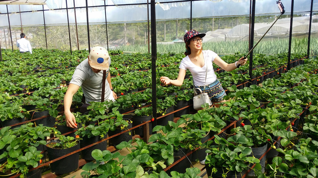 Du khách tham quan mô hình sản xuất nông nghiệp công nghệ cao ở Đà Lạt 	- Ảnh: G.B