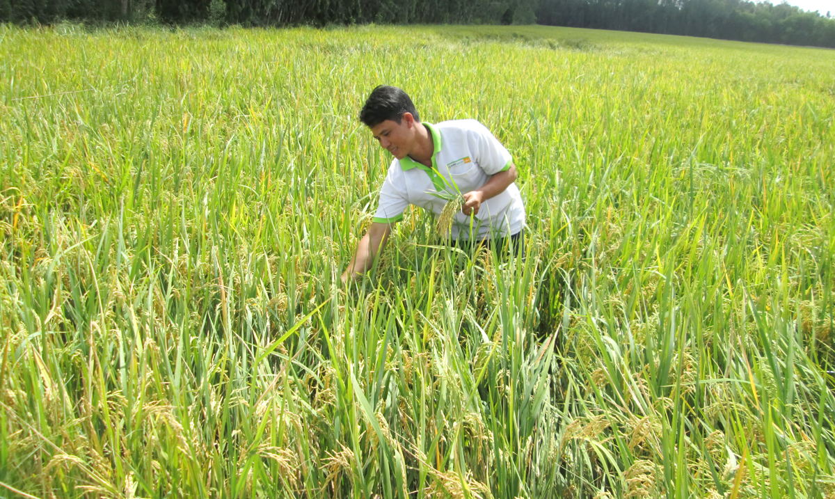 Nhờ áp dụng quy trình kỹ thuật mới, ruộng lúa anh Diệu luôn đạt năng suất cao - Ảnh: Đặng Ngọc