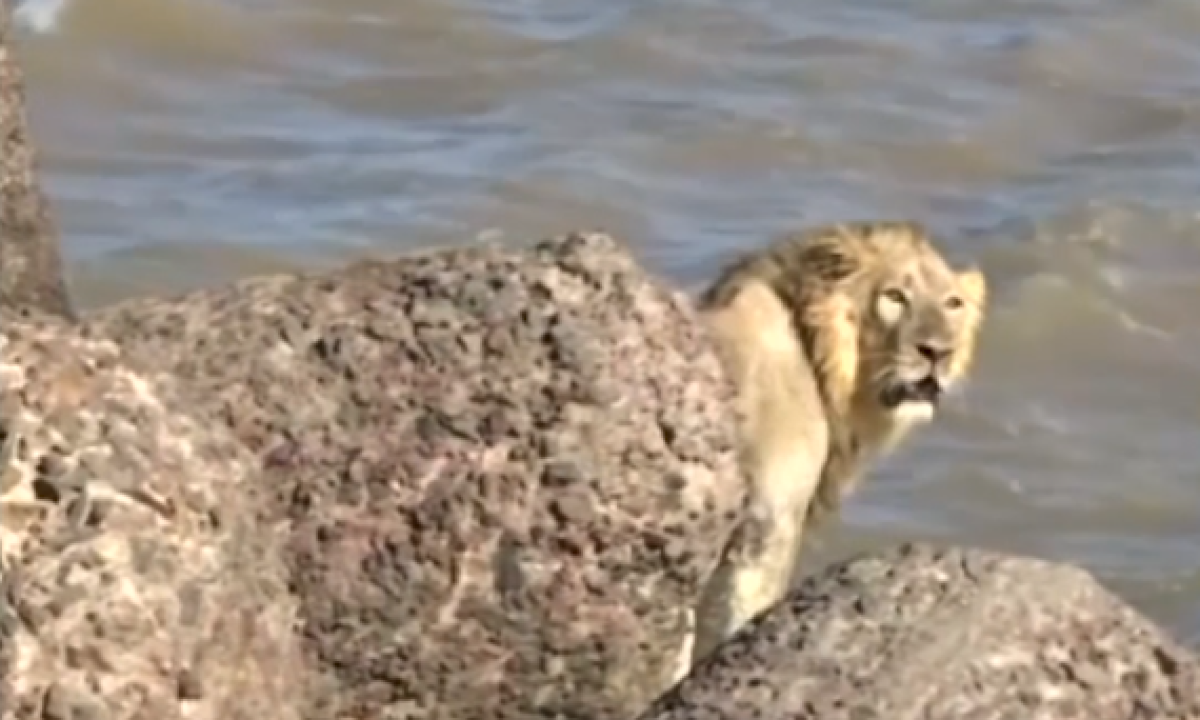 Quá hoảng hốt trước cảnh phố thị, chú sư tử nhảy ùm xuống biển - Ảnh cắt từ clip