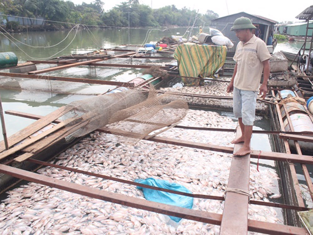 Cá bè chết hàng loạt trên sông Đồng Nai vào ngày 4.1 - Ảnh: Lê Lâm