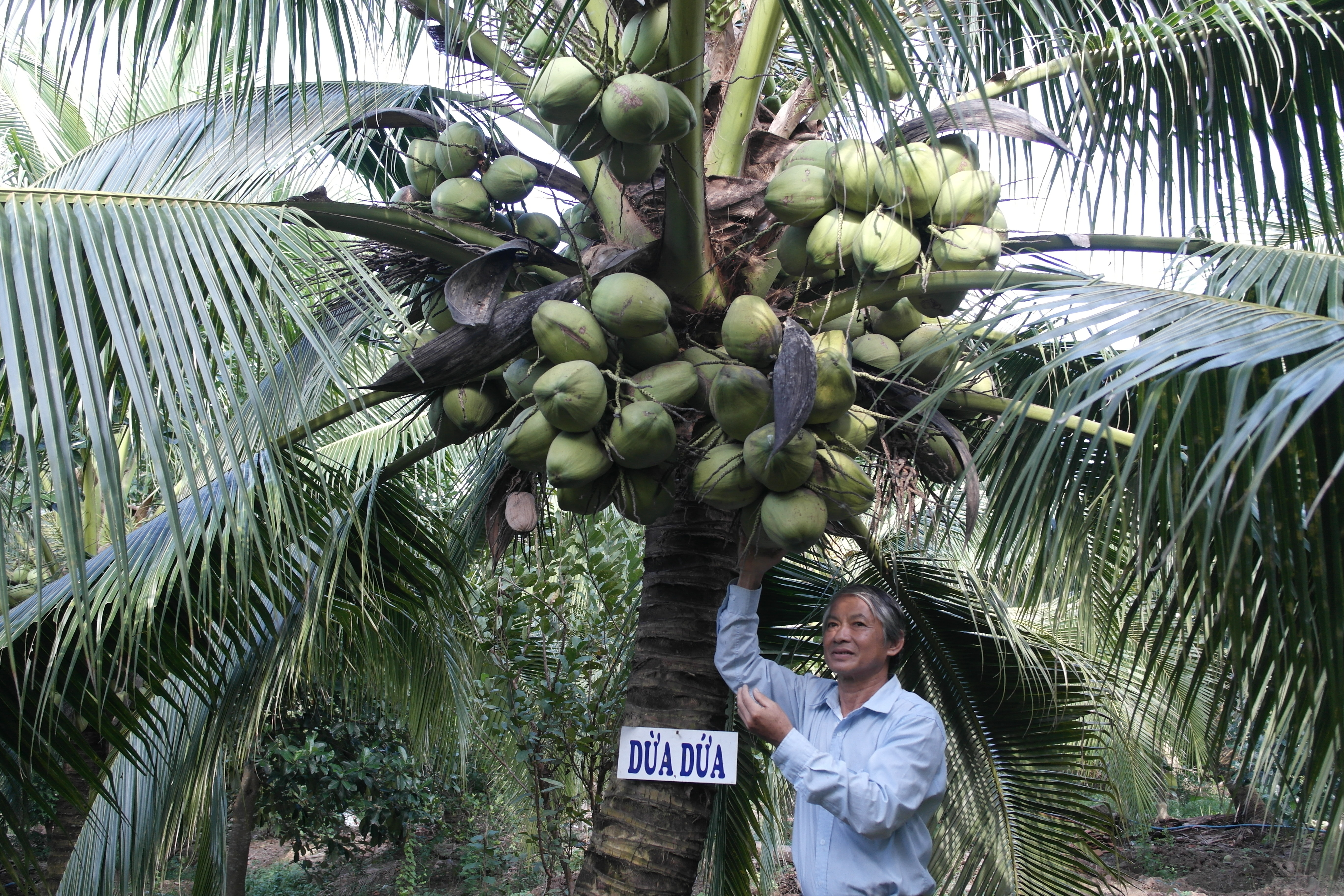Ông Nghiệp bên cây dừa dứa sai trái của mình - Ảnh: Thanh Đức