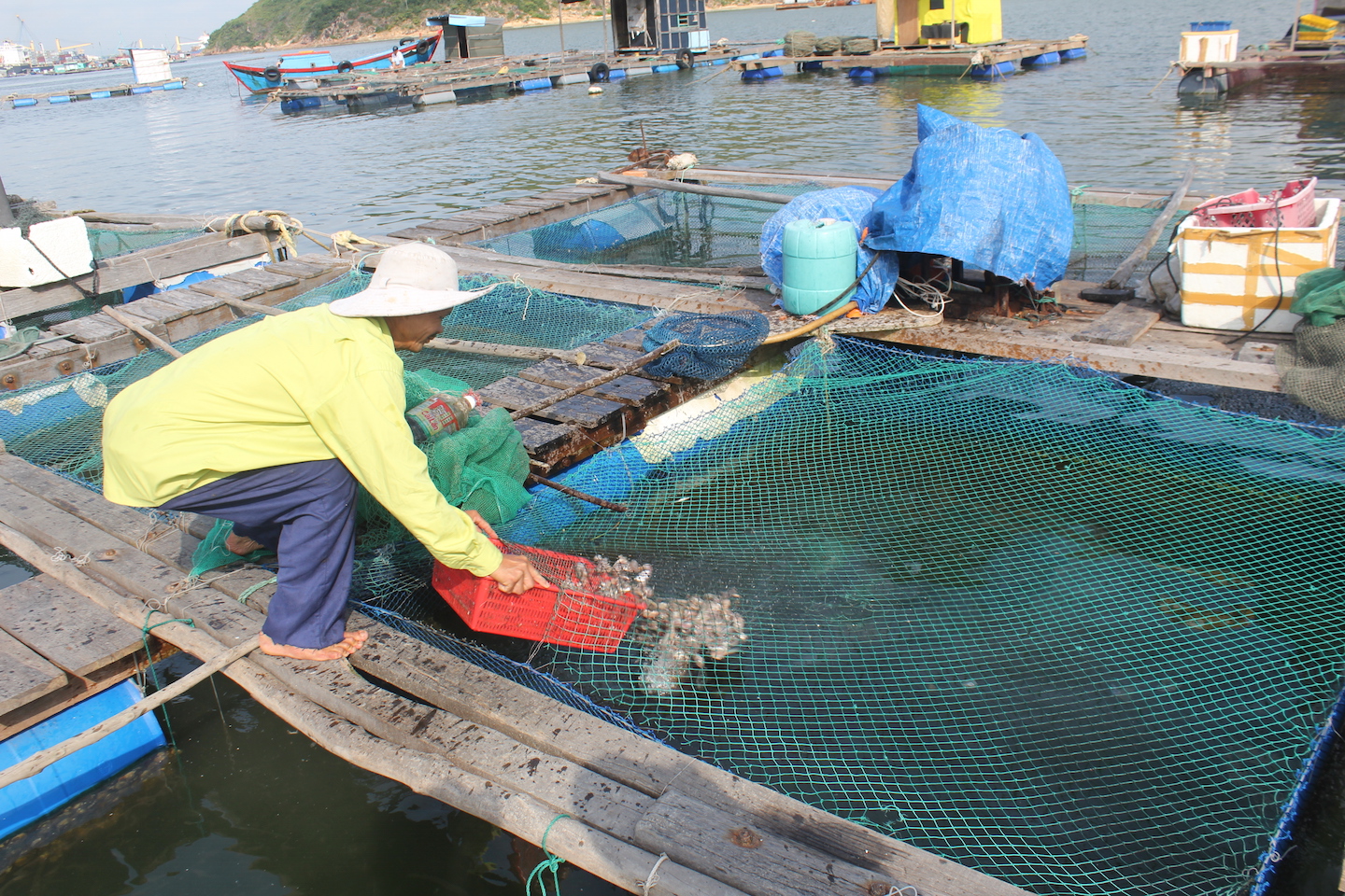 Ông Nguyễn Văn Điện cho cá ăn - Ảnh: Tiến Huy
