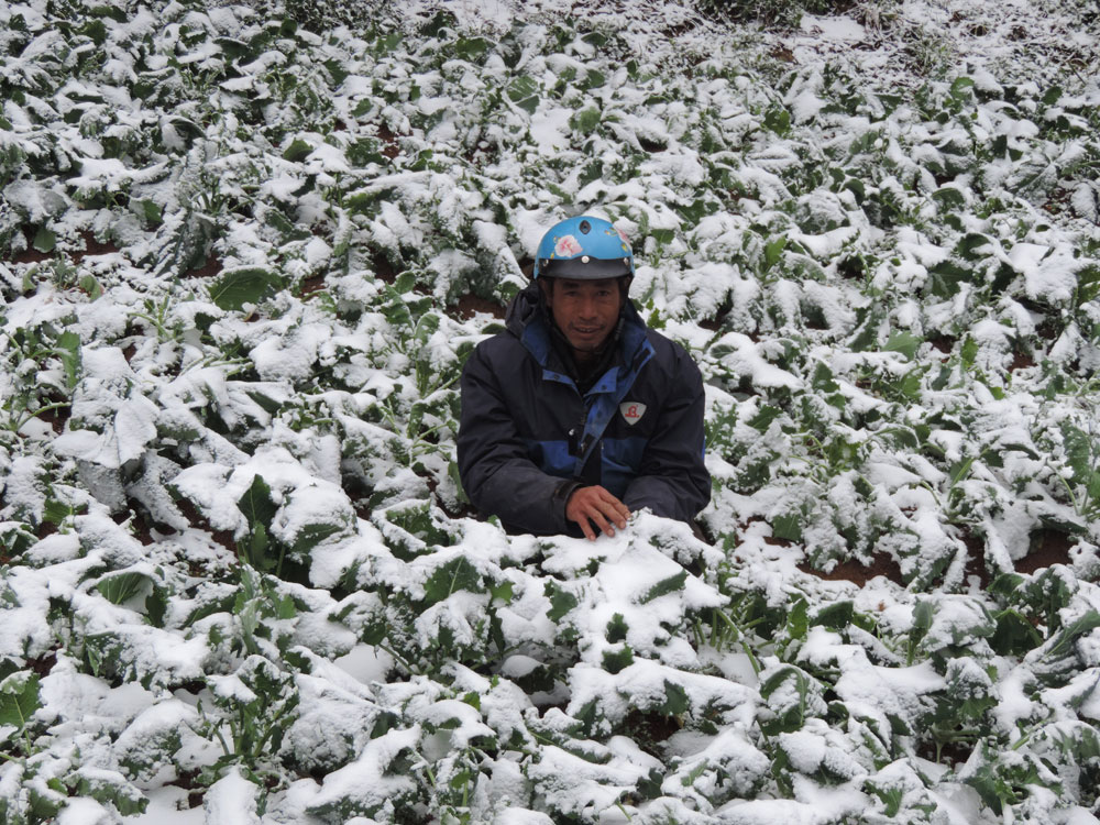 Một người dân bên vườn rau chuẩn bị bán tết bị phủ lớp tuyết dày - Ảnh: Trần Hồ