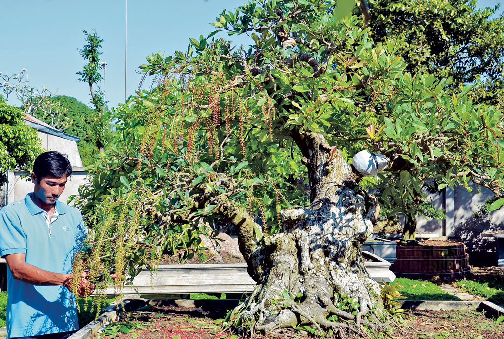 Gốc lộc vừng có giá hàng chục triệu đồng trong khu vườn kiểng của anh Minh Trường
- Ảnh: Hoàng Phương