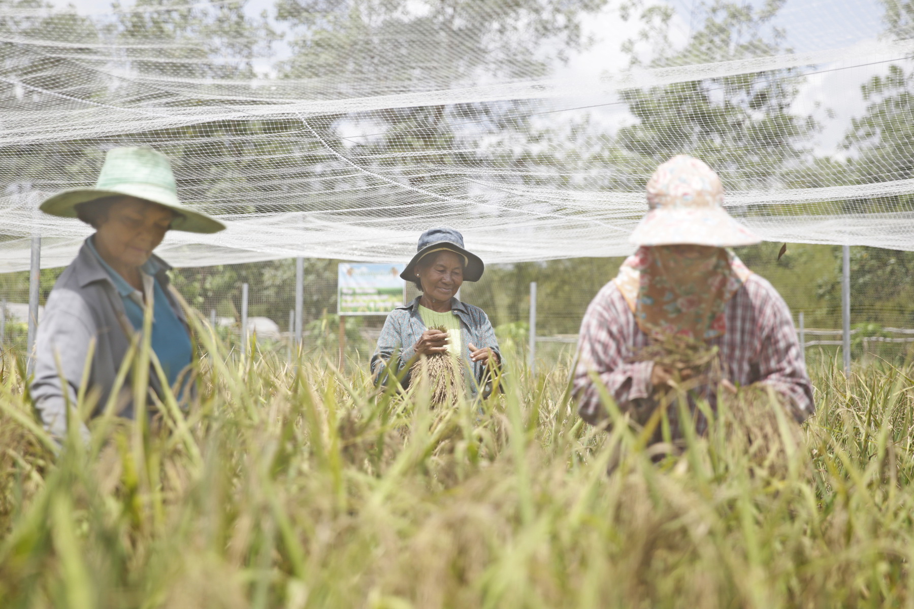 Nông dân vùng hạn được chính phủ Thái Lan hỗ trợ mua bảo hiểm lúa  - Ảnh: Lam Yên
