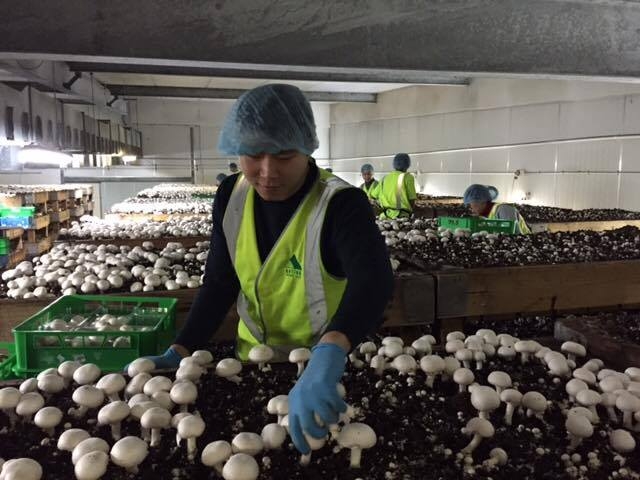 Du học sinh VN làm thêm tại một trang trại nấm ở Úc - Ảnh: Hồng Minh
