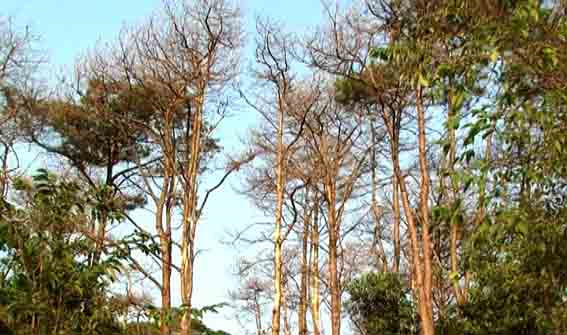 Nhiều rừng thông bị sâu róm tấn công, úa vàng, chết đứng - Ảnh: Nguyễn Phúc