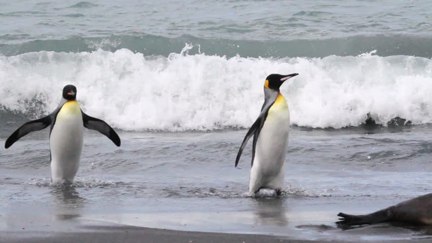 Chim cánh cụt vua (King Penguin) - Ảnh: Shutterstock
