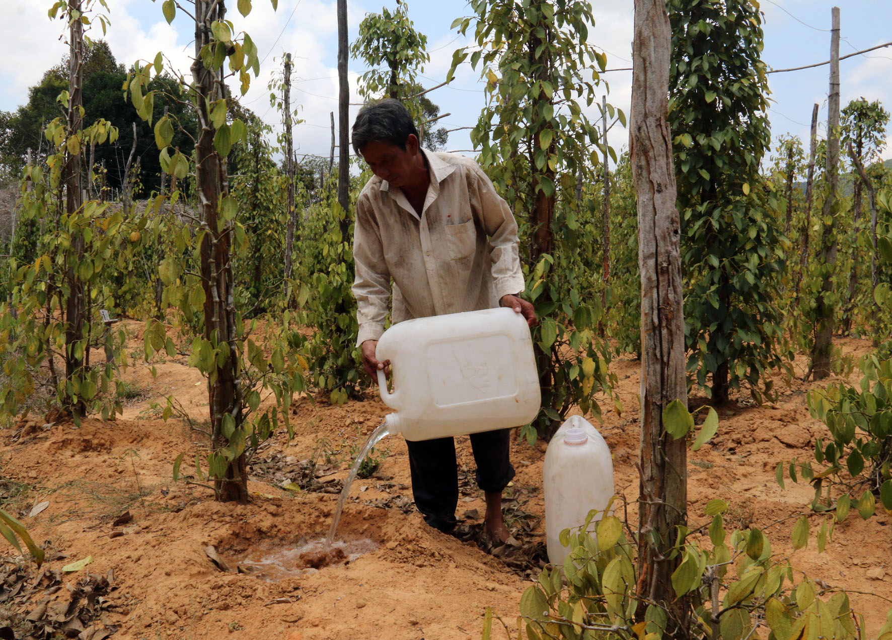 Vườn tiêu của ông Lợi đang thiếu nước nghiêm trọng - Ảnh: Minh Khoa