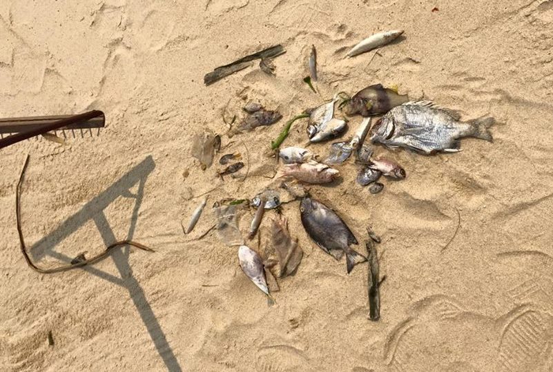Cá chết được nhân viên của một khu du lịch ở biển Bảo Ninh, TP. Đồng Hới thu gom