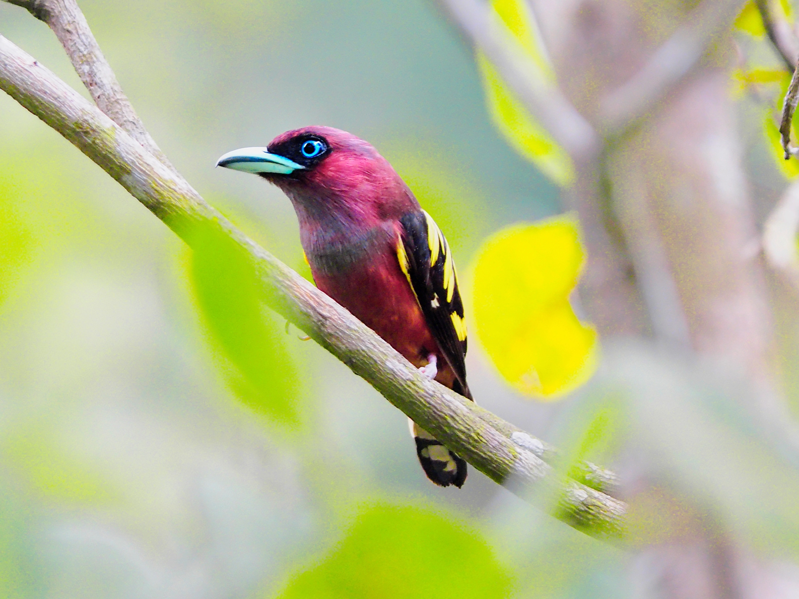 Hình ảnh Chim đẹp Trên Nền Trắng PNG , Chim, Bay, Ruồi PNG miễn phí tải tập  tin PSDComment và Vector