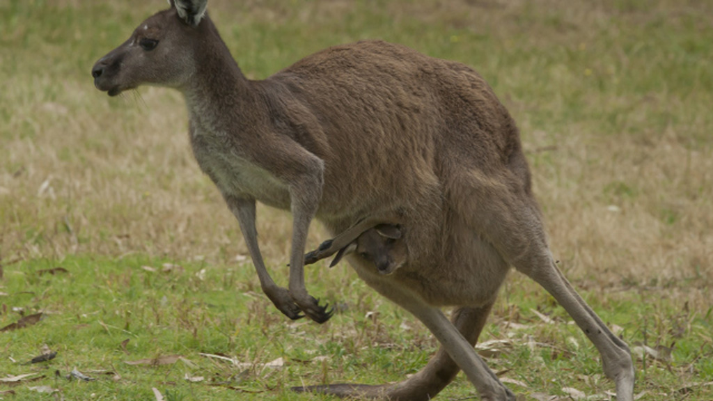 Một thanh niên Úc định đặt chất nổ trong túi bụng kangaroo để đánh bom - Ảnh minh họa: AFP
