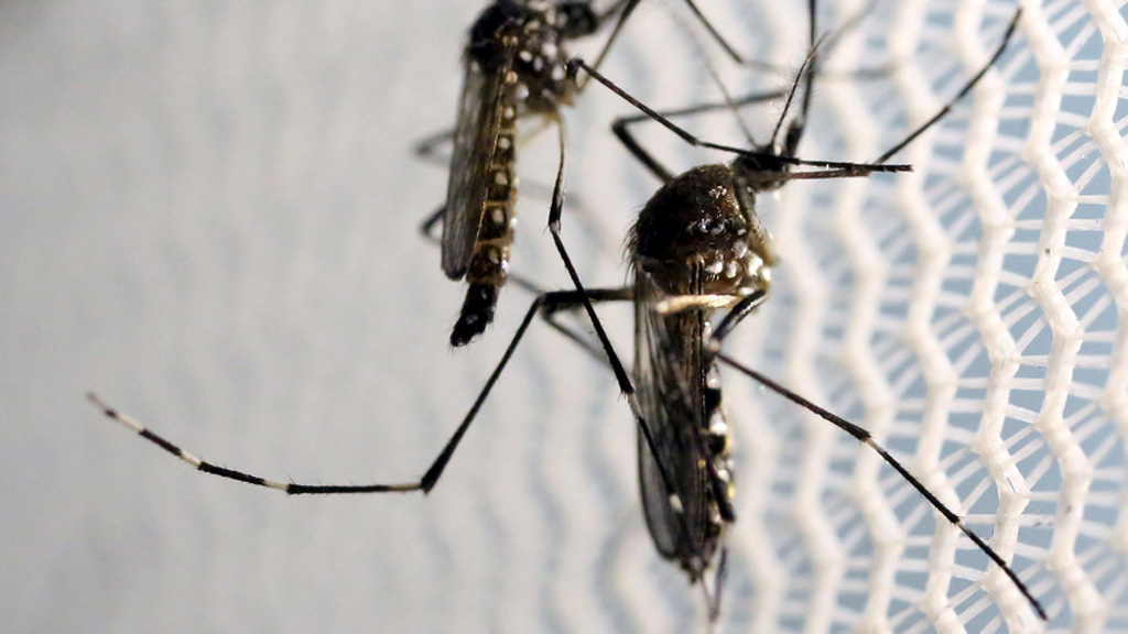 Muỗi biến đổi gien được đề xuất cho nỗ lực chống dịch Zika - Ảnh: Reuters