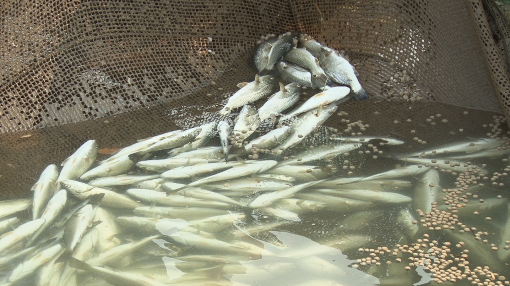 Cá nuôi ven biển ở thị xã Kỳ Anh (Hà Tĩnh) bị chết bất thường - Ảnh: Nguyễn Dũng