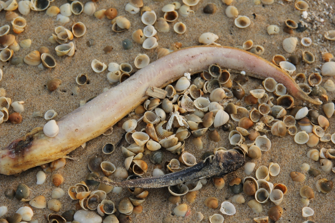 Cá biển chết tại vùng biển Hà Tĩnh - Ảnh: Nguyên Dũng