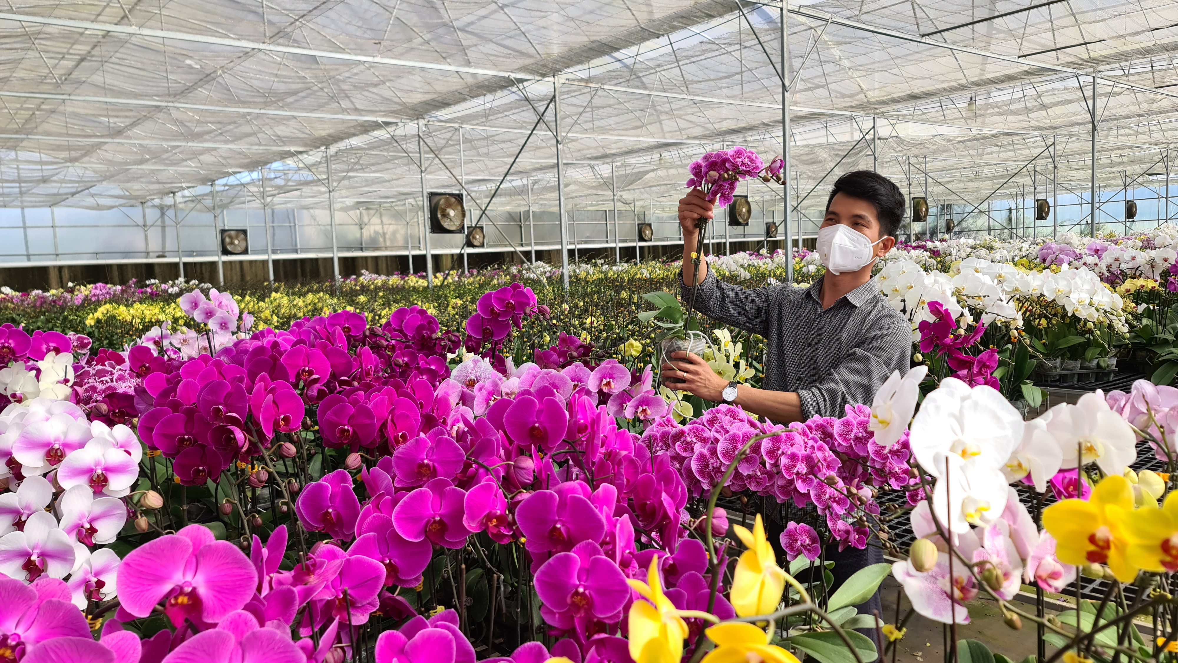 Lâm Đồng sẽ có trên 4 tỷ cành hoa vào năm 2025