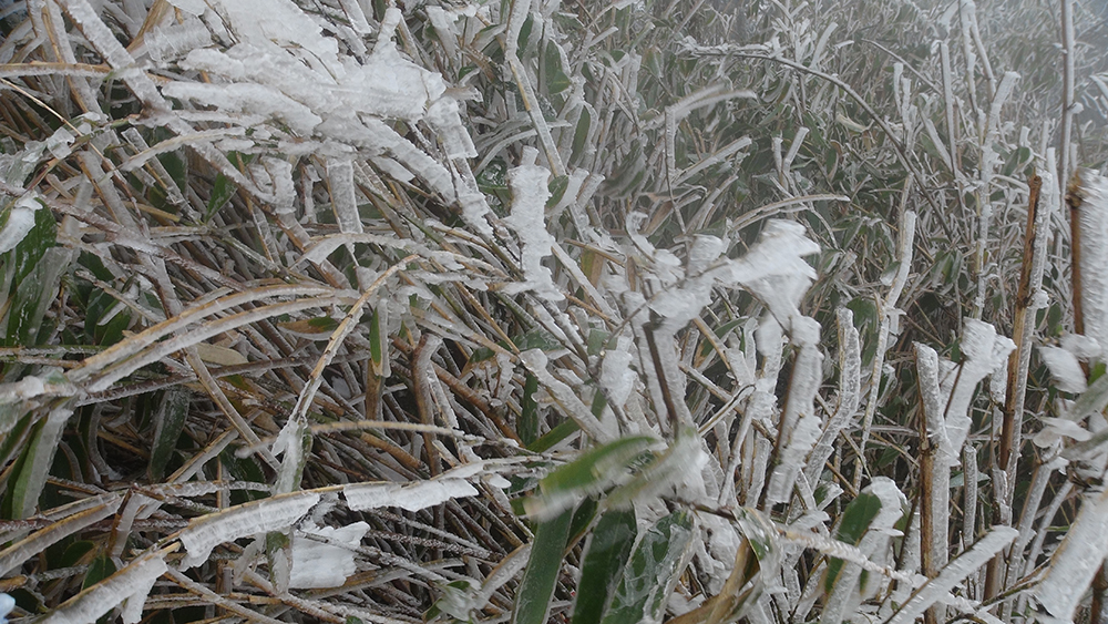 Băng tuyết bao phủ cây cỏ ở Phia Oắc - Ảnh: Trần Quang