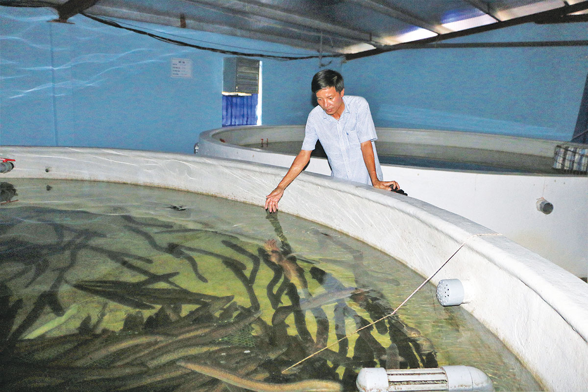 Mô hình nuôi cá chình kỹ thuật cao ở xã Thanh Thủy