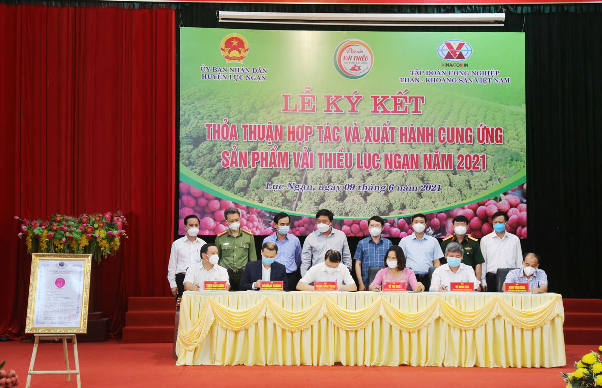 Đại diện Tập đoàn TKV và đại diện UBND huyện Lục Ngạn ký kết thỏa thuận tiêu thụ vải thiều