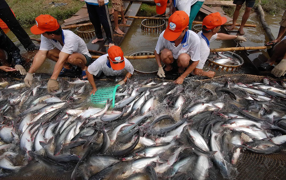 Thu hoạch cá tra ở ĐBSCL 