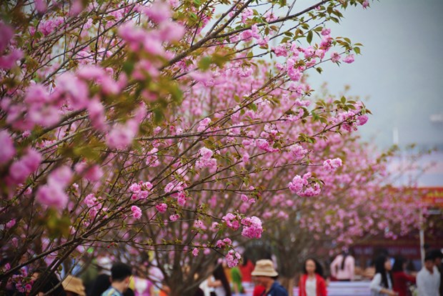 Lễ hội hoa anh đào tại thành phố Hạ Long (Quảng Ninh) tháng 3.2015 - Ảnh: Trường Giang
