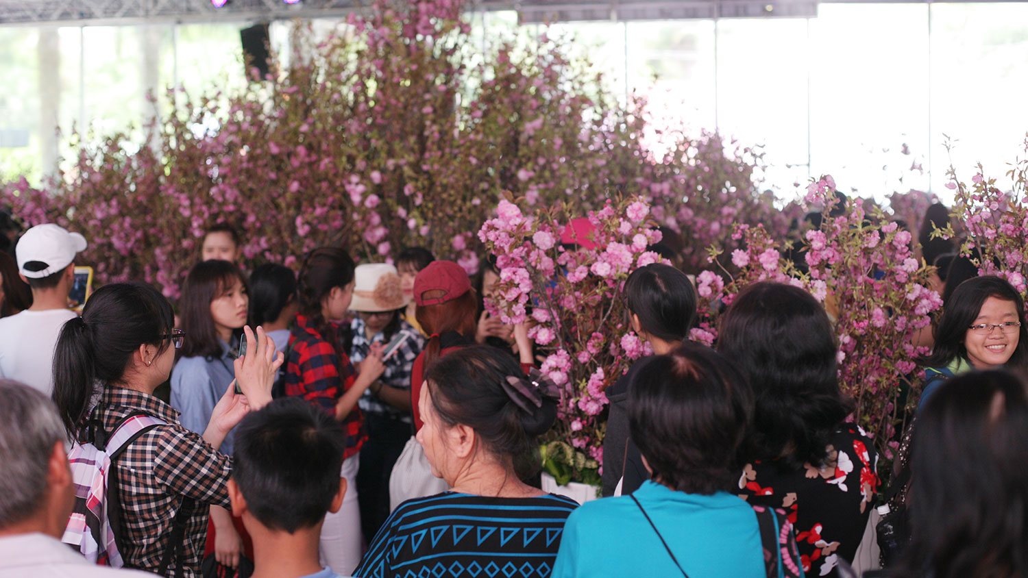 Lễ hội hoa anh đào chật kín người đến xem - Ảnh: Linh San