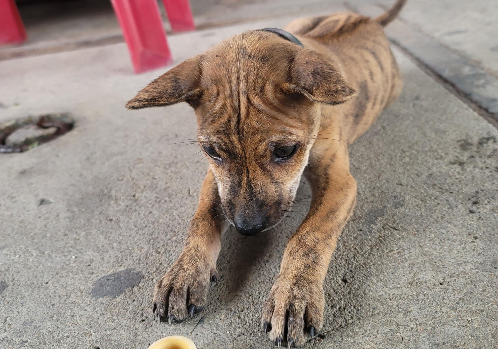 Chú chó bị ô tô cán 2 lần: Dân mạng tranh cãi khi chủ truy tìm tài xế