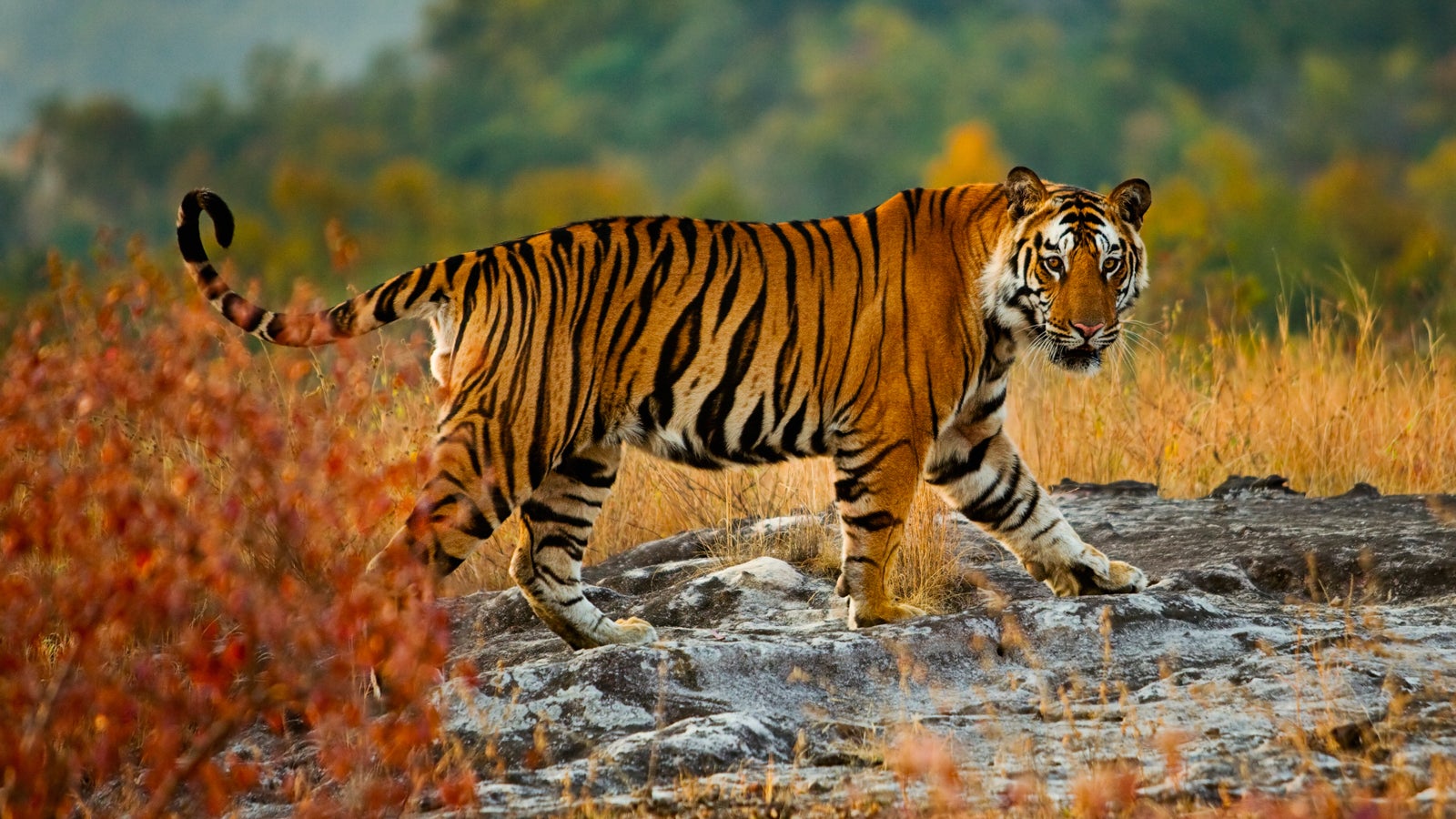 Người Châu Á quan niệm như thế nào về năm con hổ