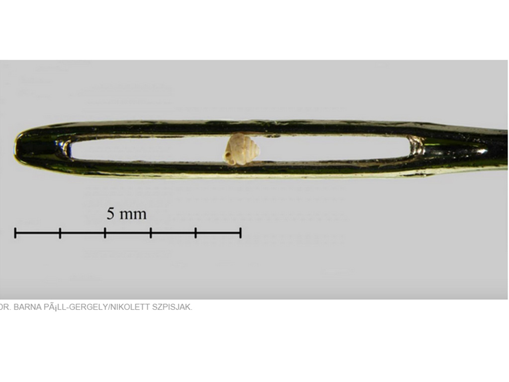 Loài ốc siêu nhỏ ở Trung Quốc có vỏ cao 0,86 mm - Ảnh chụp màn hình Huffington Post