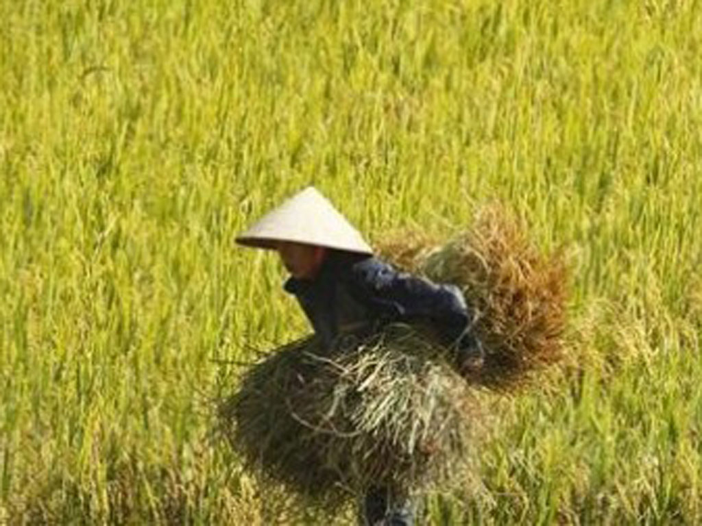 Một cánh đồng lúa ở ngoại ô Hà Nội - Ảnh: Reuters