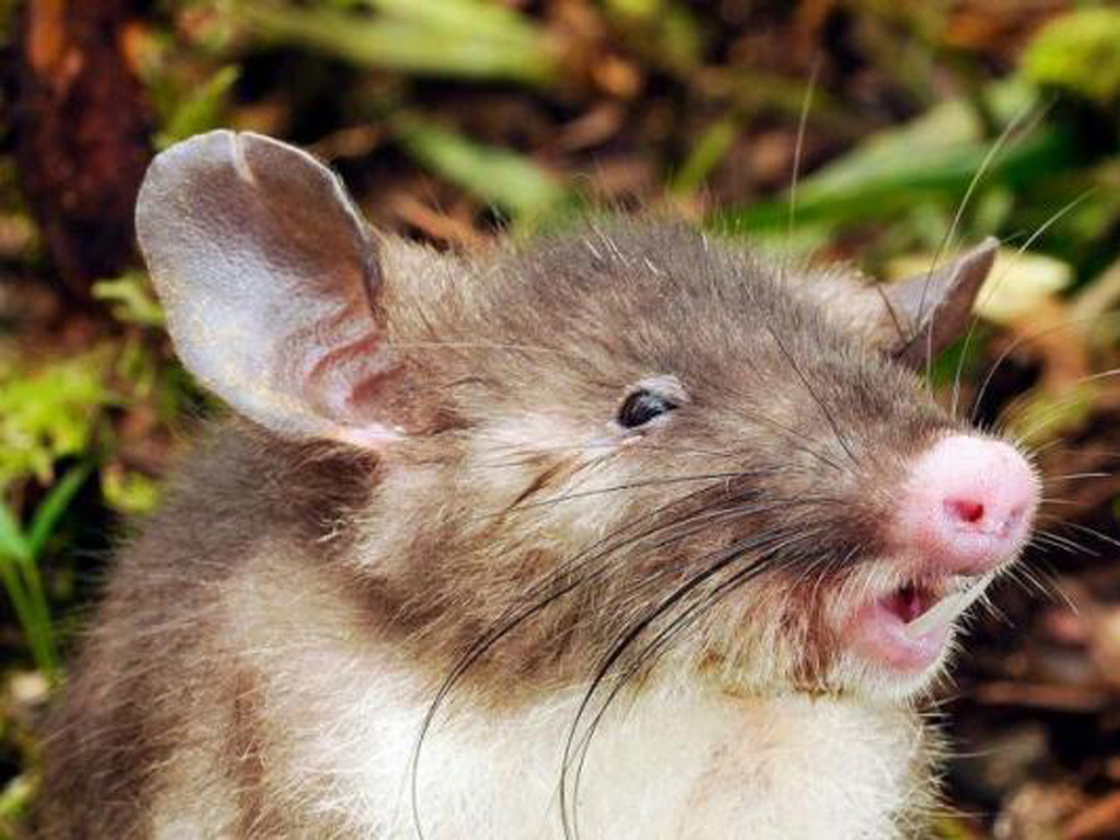 Loài chuột mới với chiếc mũi giống lợn và có màu hồng - Ảnh: Đại học bang Lousiana